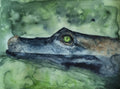 Original Krokodilen