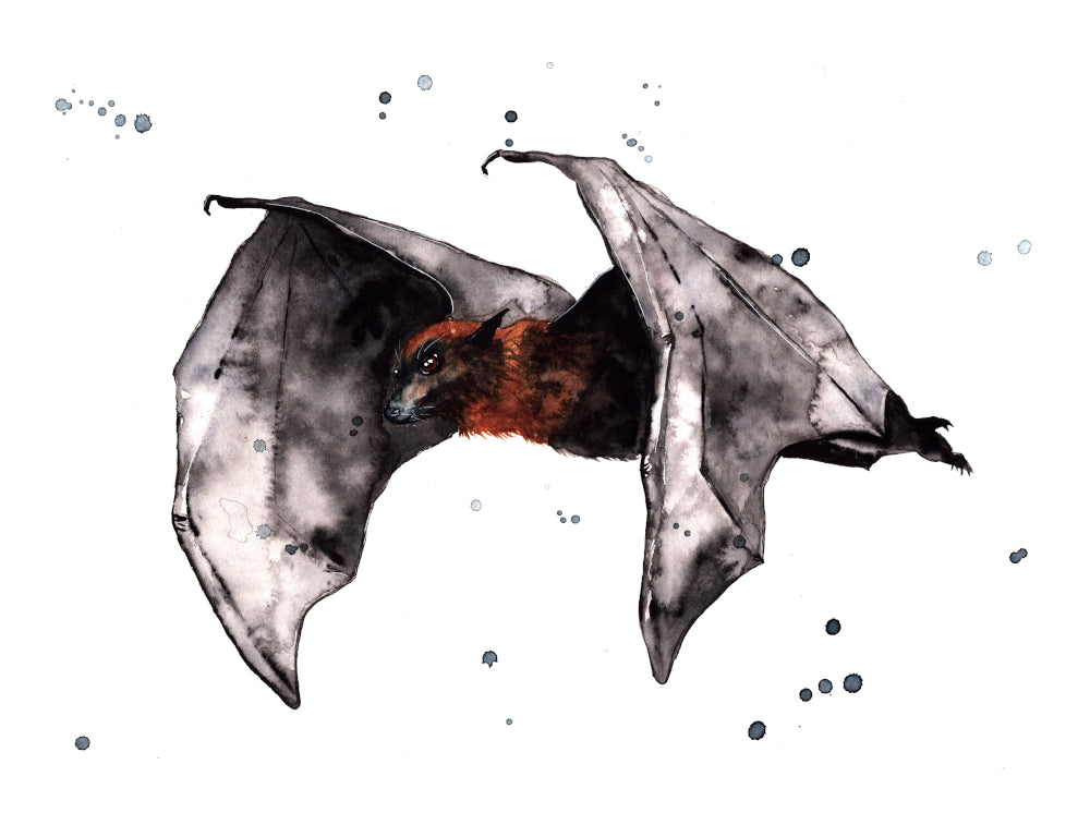 Flygande Fladdermus Fine Art Print