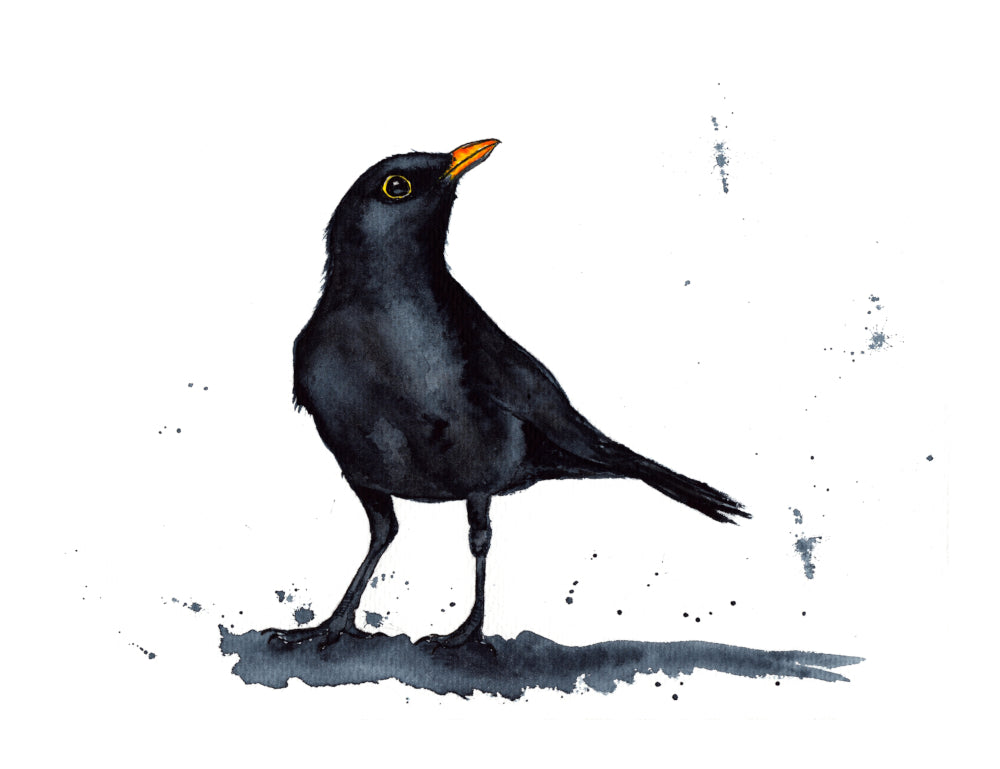 Koltrast Fine Art Print